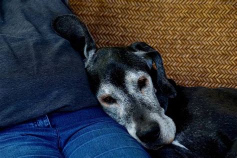 6 Belangrijke Voordelen Van Het Adopteren Van Een Senior Pet